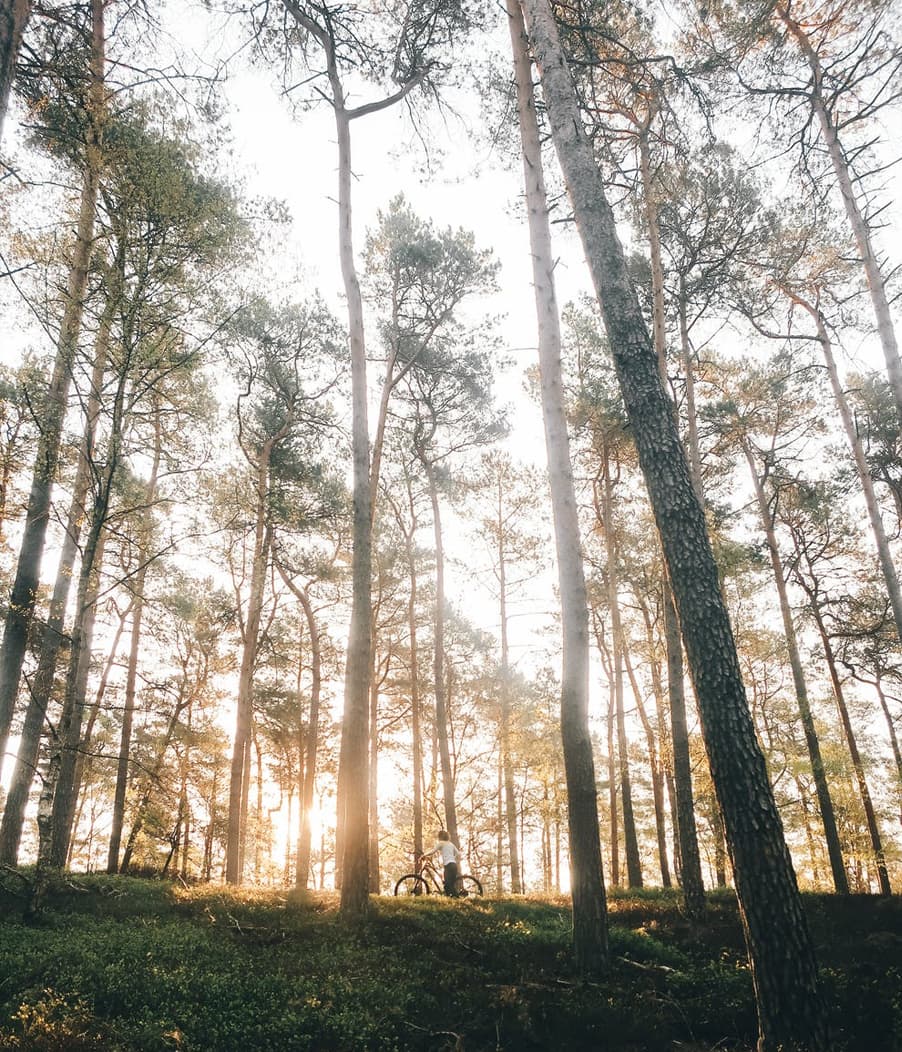 Image of a forest with tall trees surrounding a person with a bicycle. You can gain independence when you work with an individual therapist in Los Angeles, CA. In fact, individual therapy in Los Angeles, CA has helped many people. | 90404 | 90503