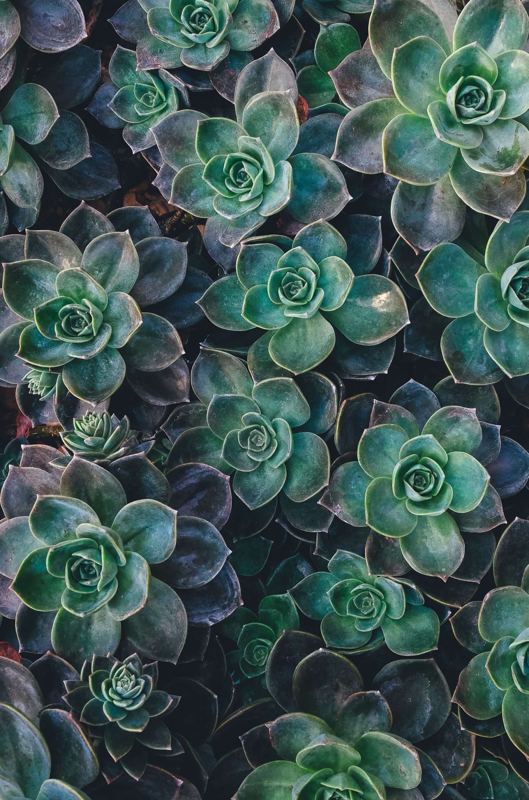Photo of many small succulents in a bunch. Those who meet with an Asian therapist for EMDR therapy in California find relief from symptoms quite quickly. | 91108 | 9023