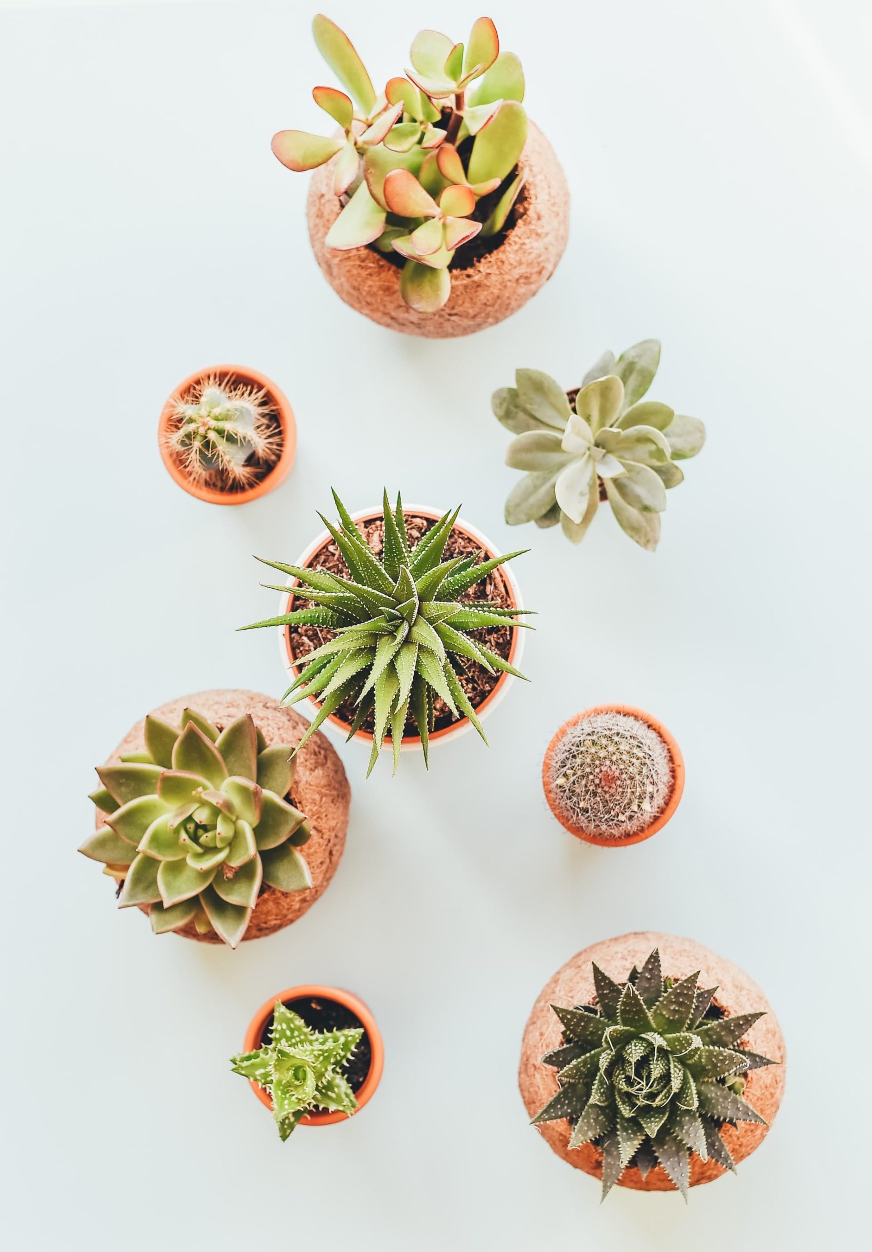 Image of a table with air plants and succulents on it. Your family can feel connected again with the help of therapy for teens in Los Angeles, CA. When your teen works with a teen therapist in Los Angeles, CA, your whole family benefits. | 90504 | 90505 |