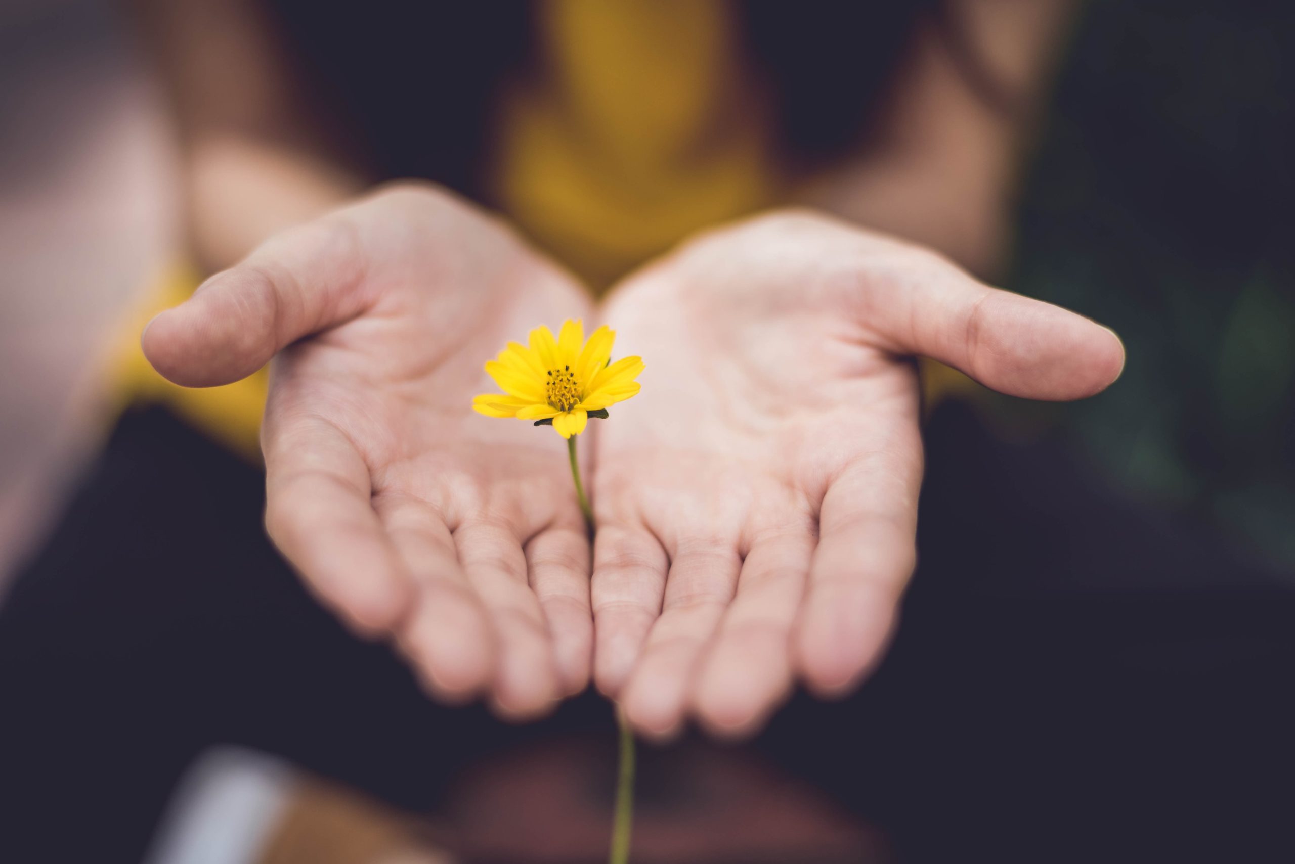Image of two hands holding a small yellow flower. This flower is representative of the healing that can take place in culturally sensitive therapy in Los Angeles, CA. 91108 | 90232