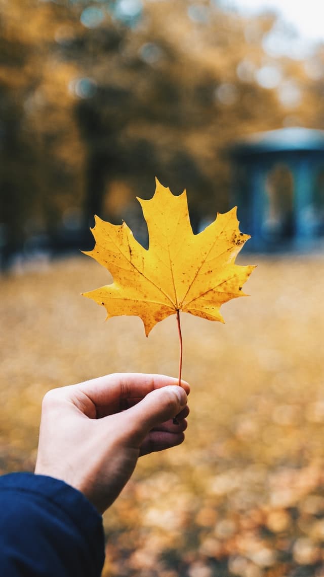 Image of a hand holding up a yellow leaf. If your teen is in need of support, reach out to a teen therapist in Los Angeles, CA. They can help with therapy for teens in Los Angeles, CA. | 91006 | 90071 |