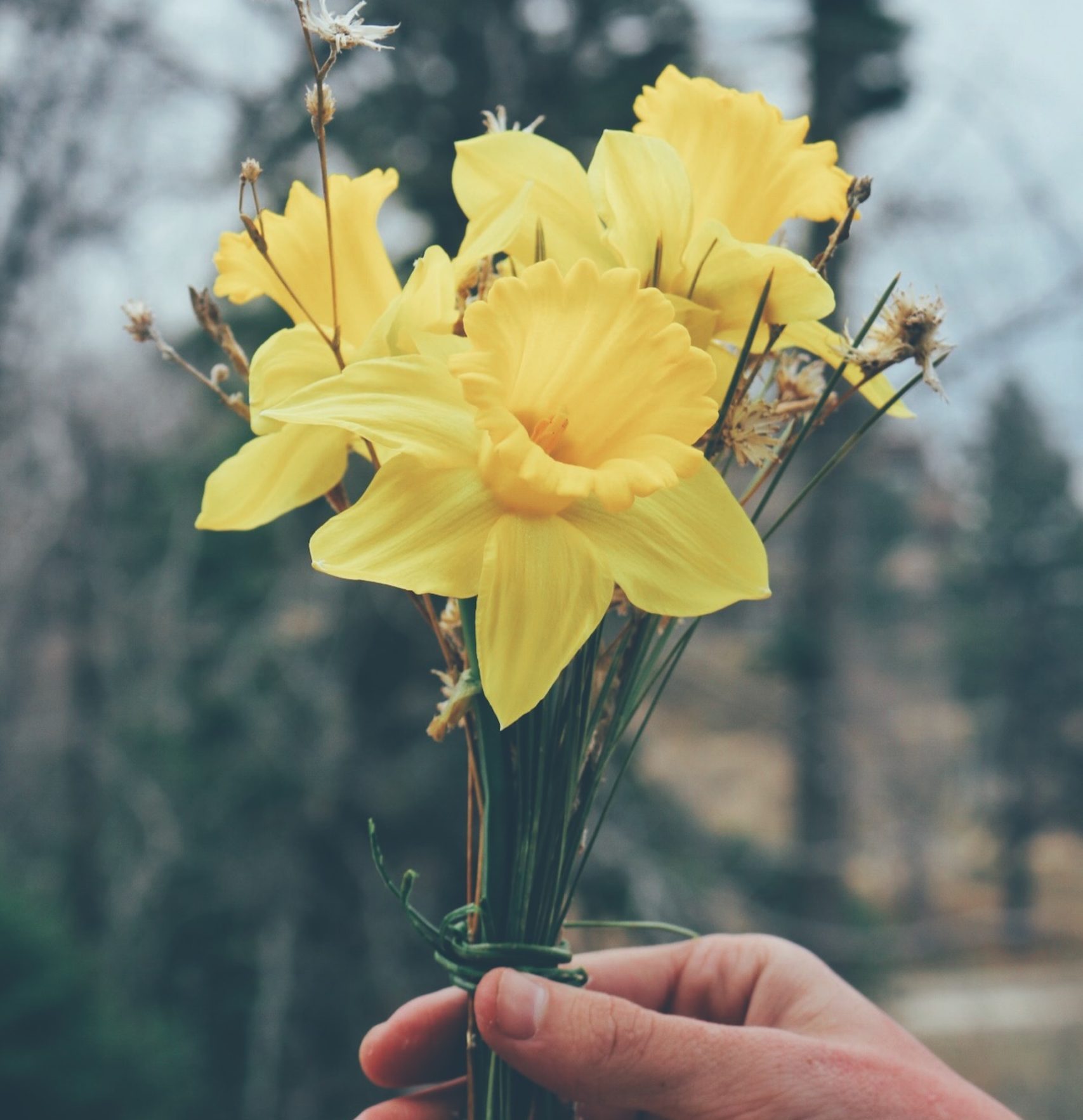 Image of three yellow flowers being help up by a person's hand. Those who undergo EMDR therapy in Los Angeles, CA often feel like a blooming flower. | 90404 | 90503 |