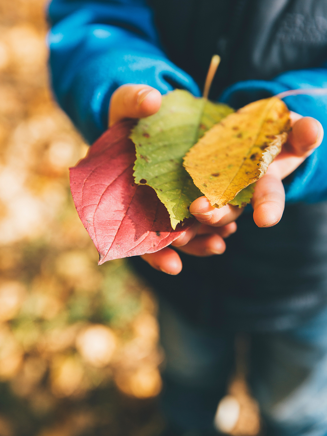Image of three colorful leaves in a person's hands. Working with a culturally sensitive therapist in Los Angeles, CA will help you learn about the impact of your culture on your life. | 91006 | 90071