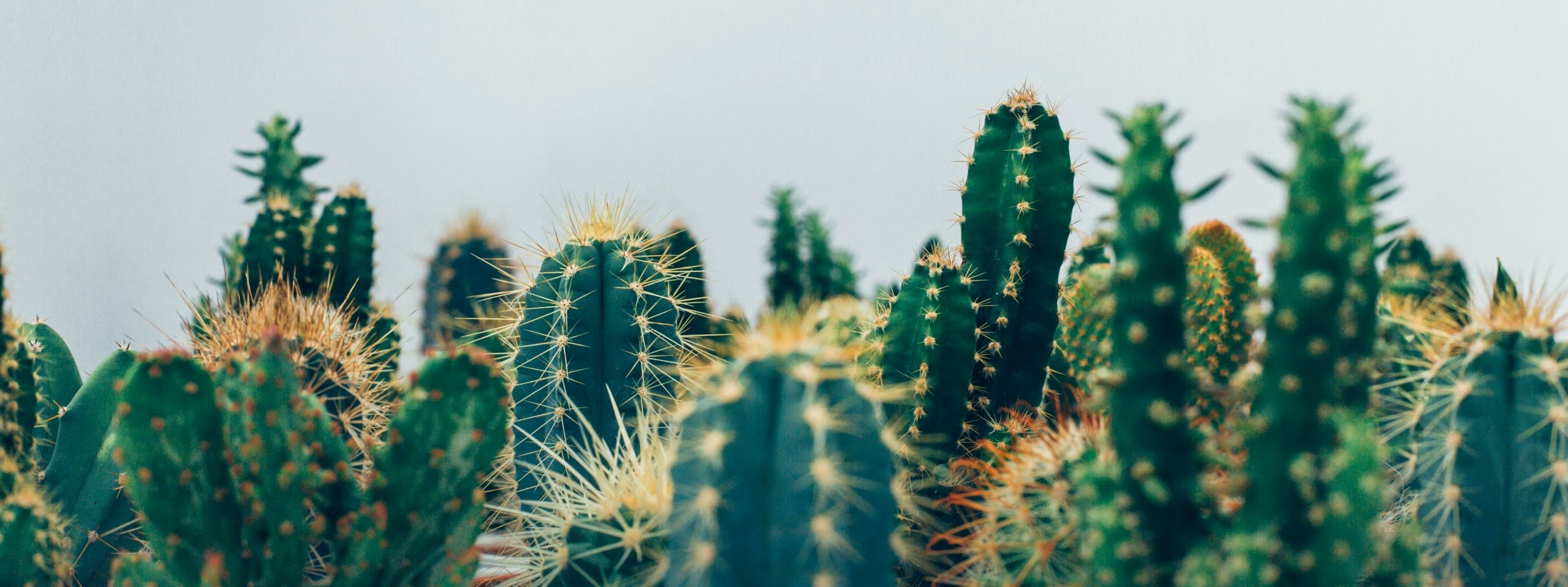 Image of a many tall cacti. Working with an anxiety therapist in Los Angeles, CA can treat anxiety symptoms. We also use EMDR for anxiety in Los Angeles, CA. 90404 | 90503