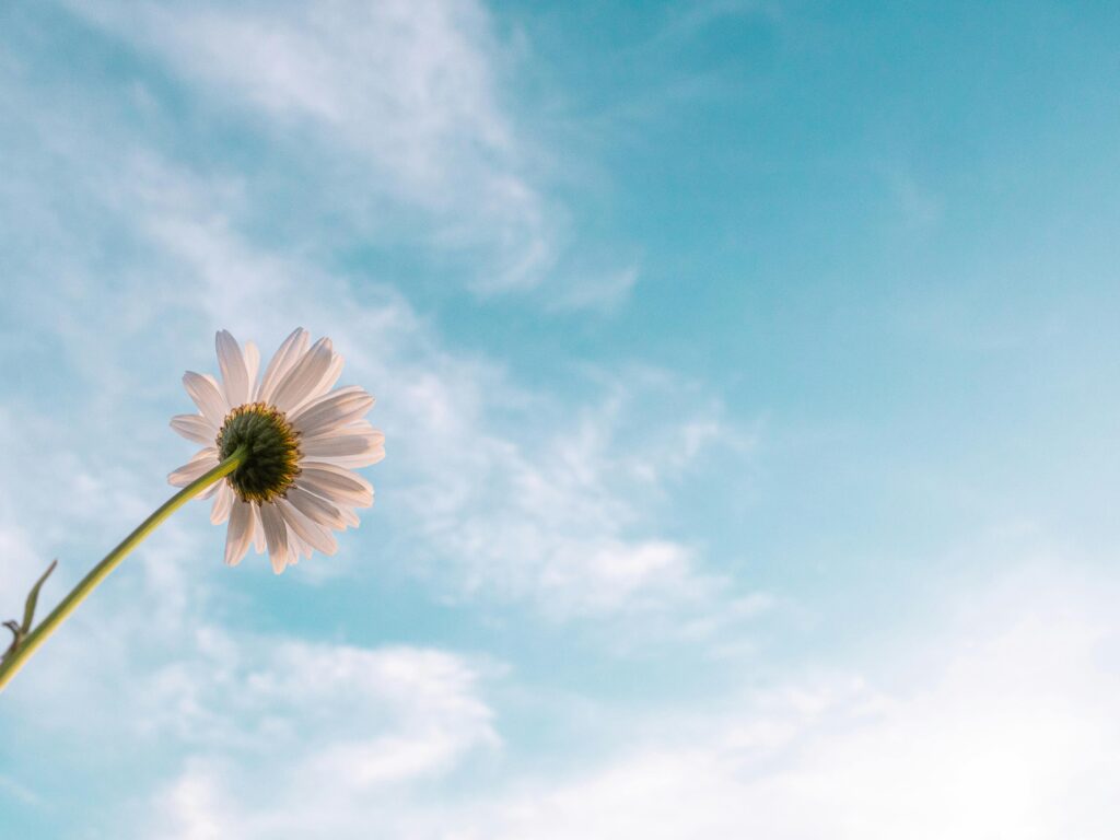 A bottom-up view of a white flower with a green stem, in front of a cloudy, blue sky.