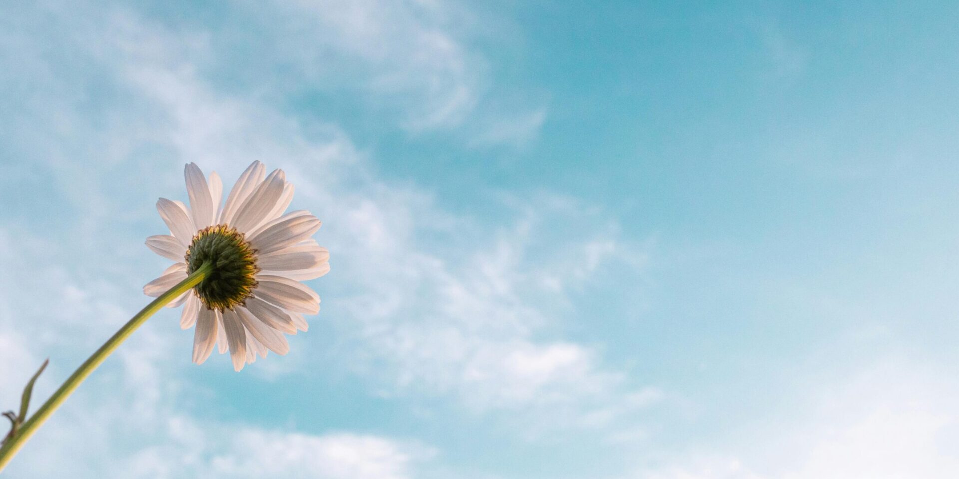 A bottom-up view of a white flower with a green stem, in front of a cloudy, blue sky.