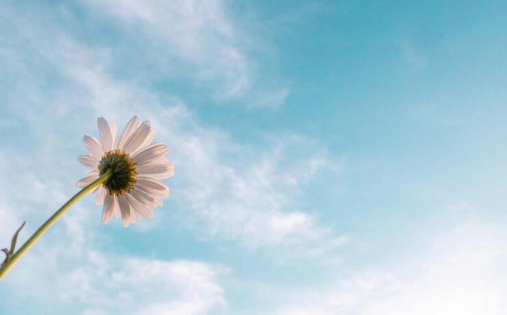 A bottom-up view of a white flower with a green stem, in front of a cloudy, blue sky.